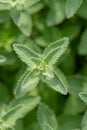 Catmint, Nepeta x faassenii Walkers Low, leaves